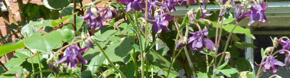 Violets. Michigan, May 2012.